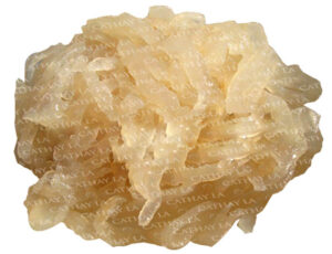 AAA  Jelly Fish Whole